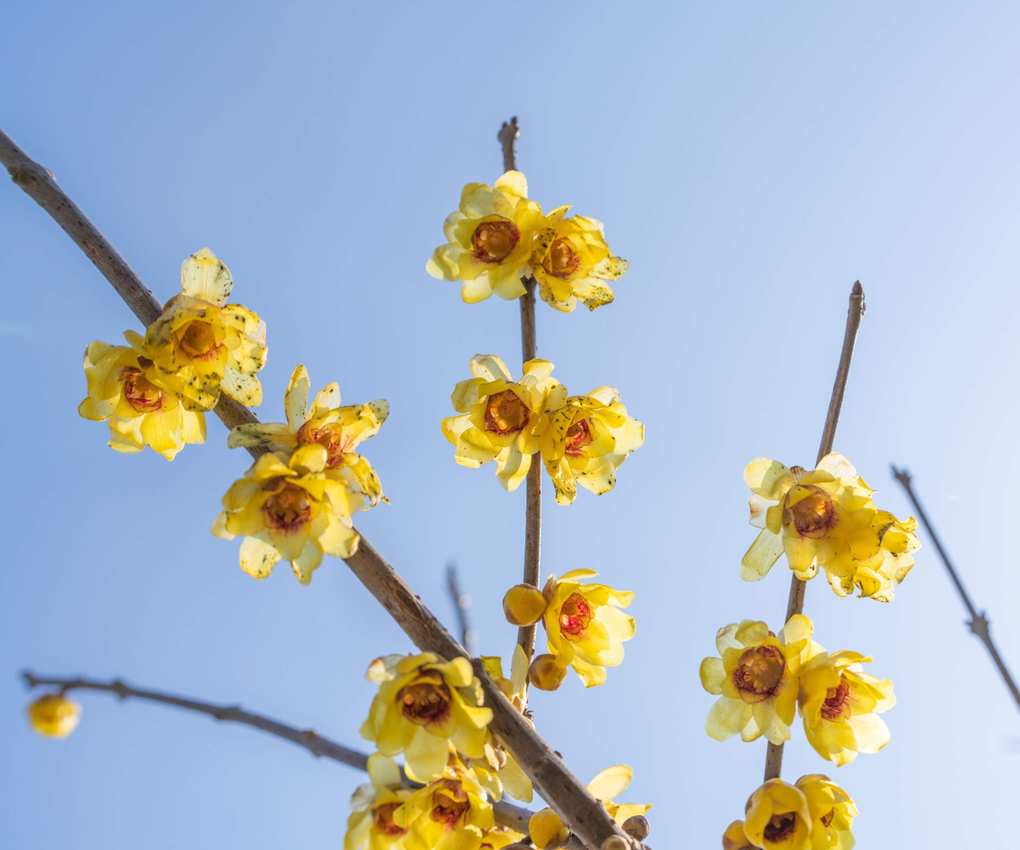 Wintersweet flowering with blue sky