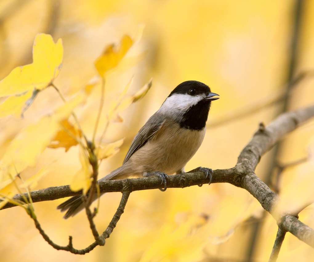 Bird on yellow maple tree