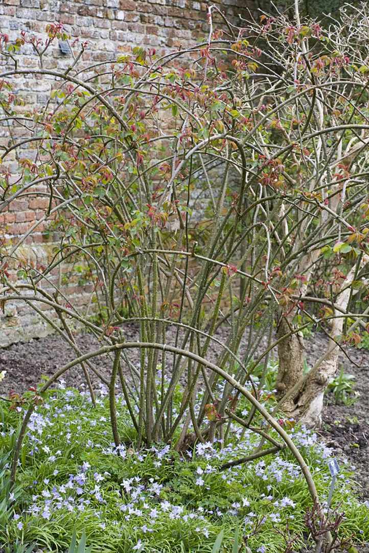 Mastering rose pruning: rose pruning techniques