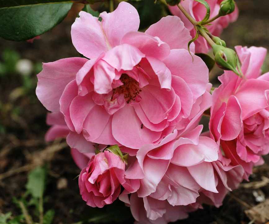 Pink roses in bloom