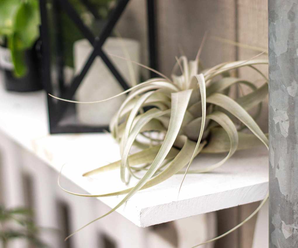 Tillandsia (Air plant) on a white shelf