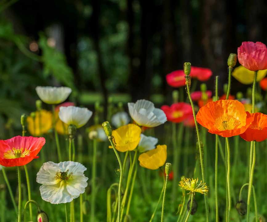 red, yellow and white poppies