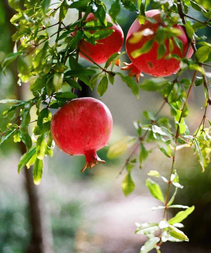 Pomegranates growing on a tree