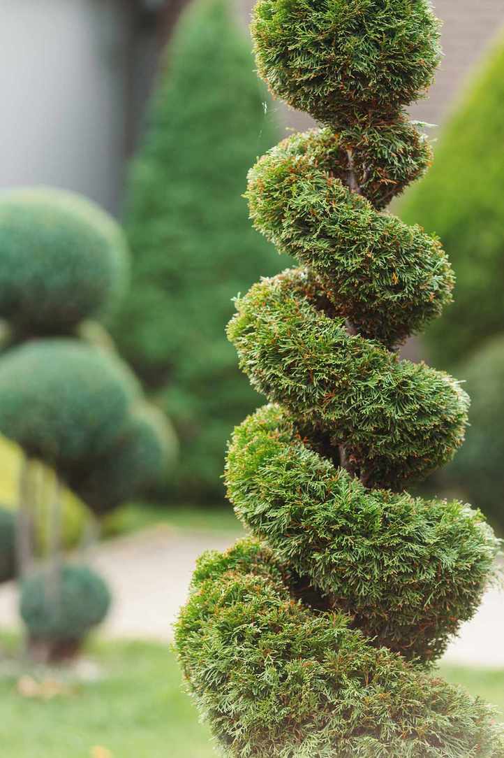 Park with shrubs, thujas topiarized into a winding shape and green lawns