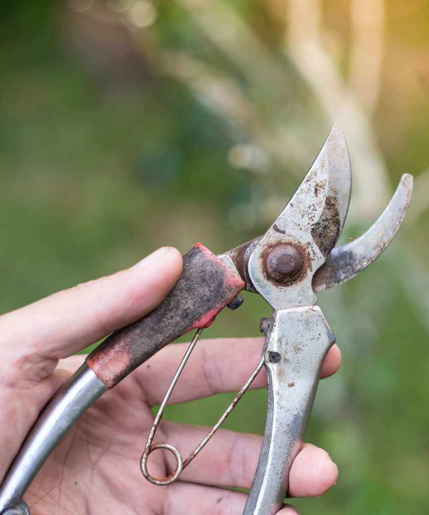 A pair of old rusty pruners