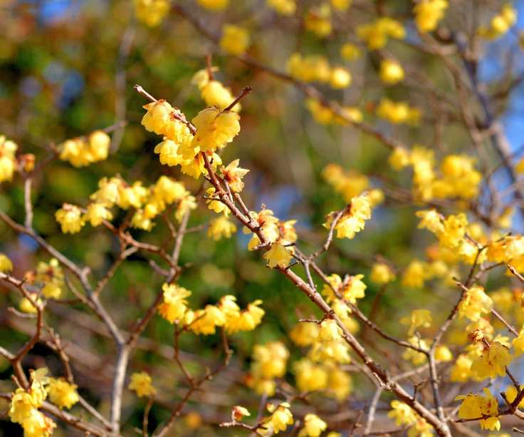 Wintersweet flowering