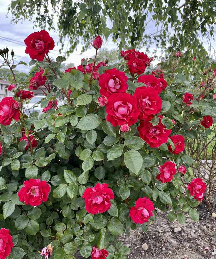 Red flowers blooming on a Knock Out rose bush