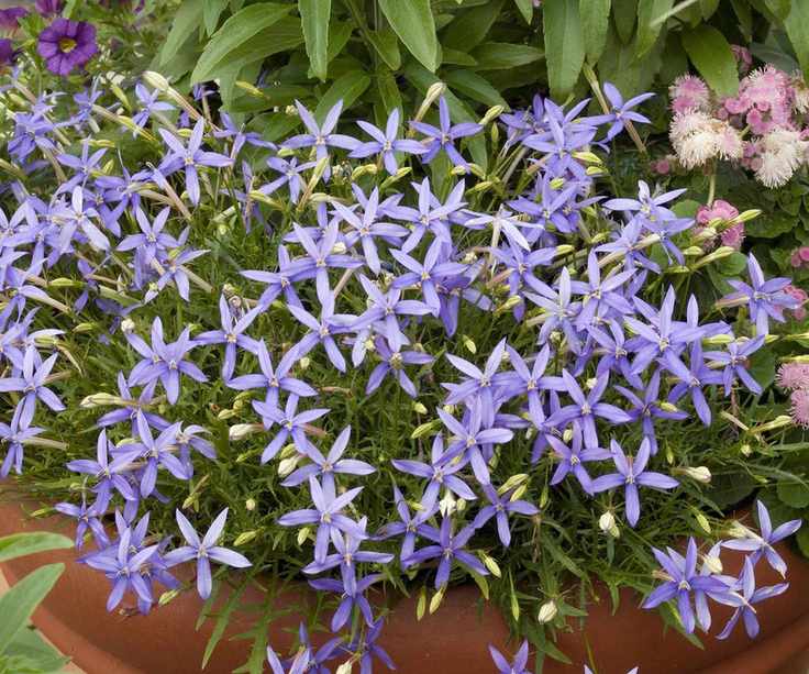 Blue blooms of Laurentia axillaris