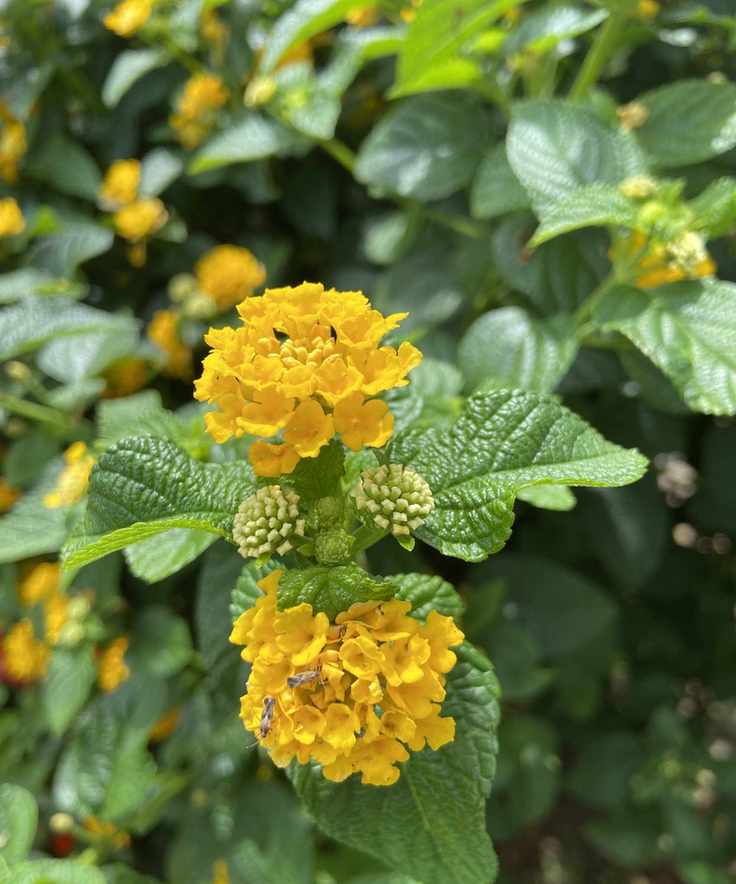 Yellow lantana blooms in summer