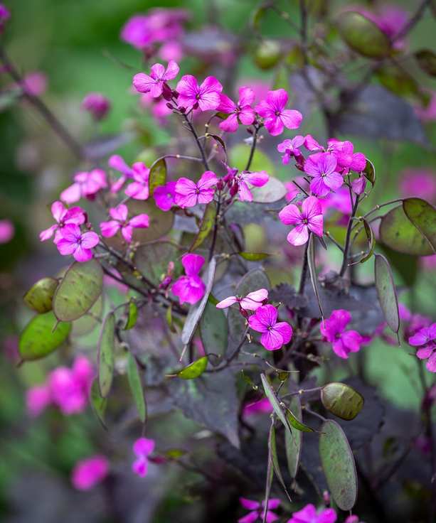 honesty Lunaria annua Chedglow