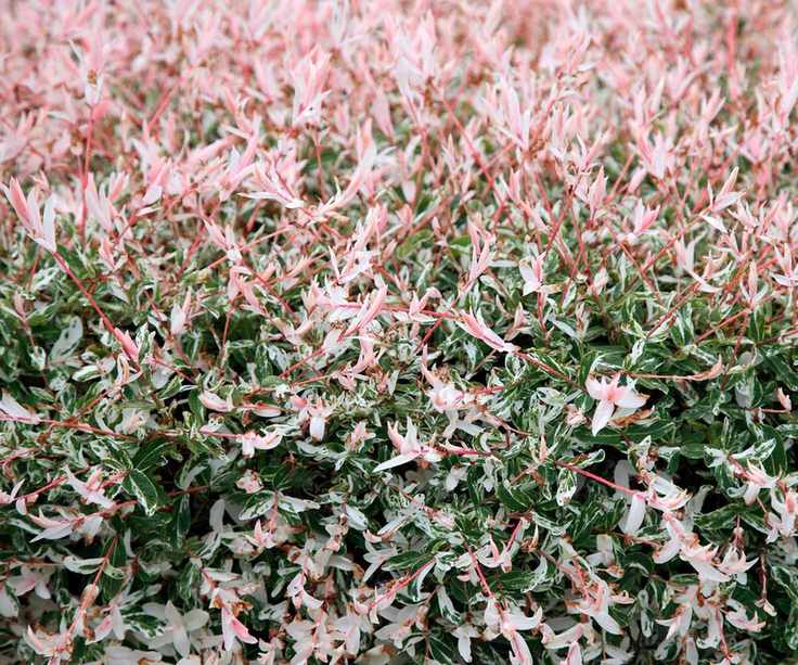 Salix integra 'Hakuro-Nishiki'