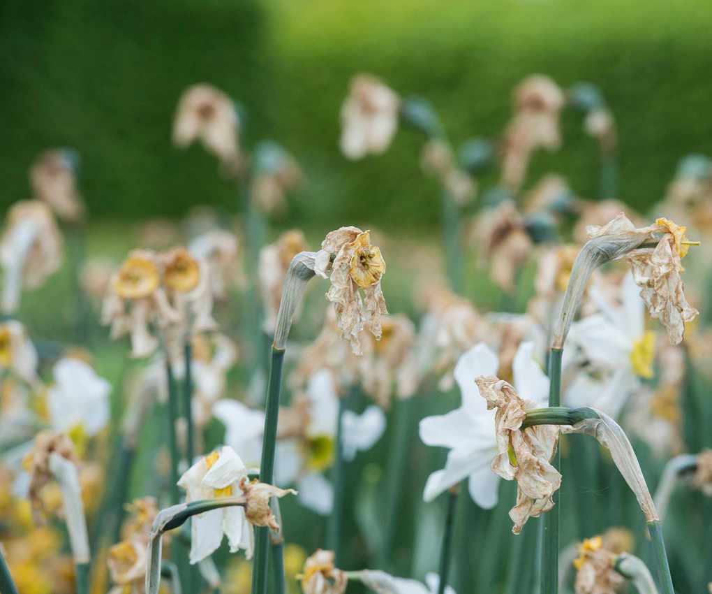 daffodils with dead flowers