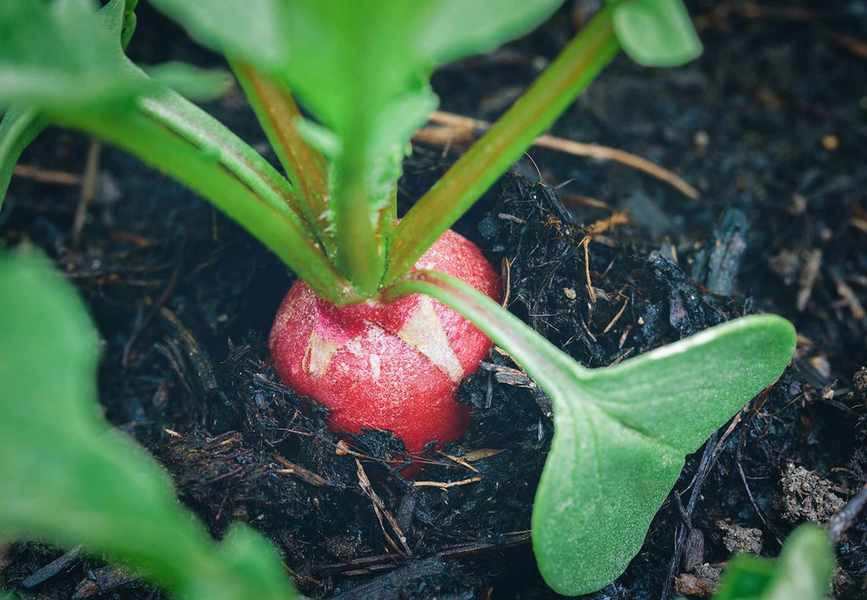 Radishes in How to grow radishes
