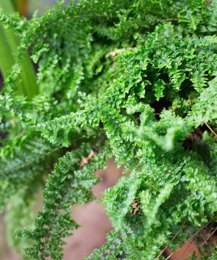 Nephrolepis exaltata - Fluffy Ruffle Fern