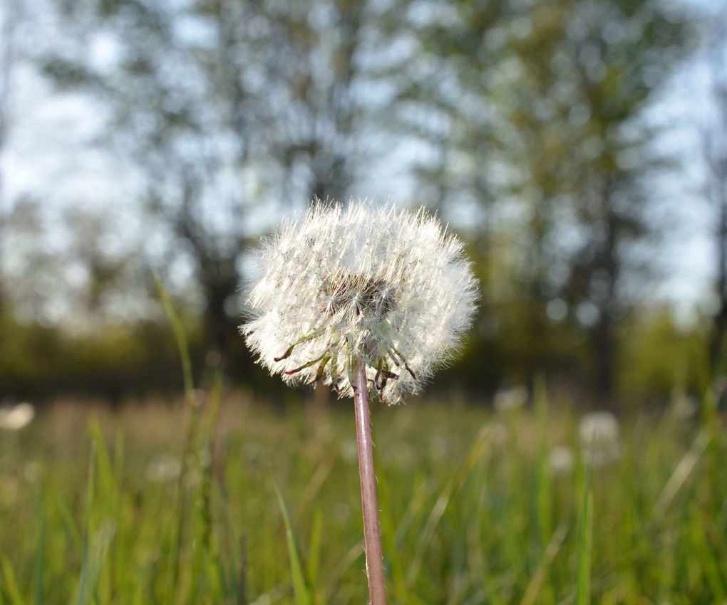 A single dandelion seed bud on a field