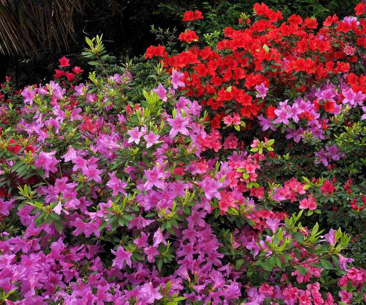 Pink and red azaleas in bloom
