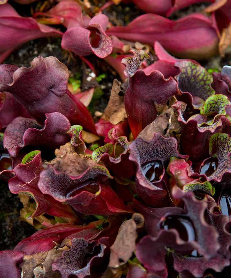 purple pitcher plant
