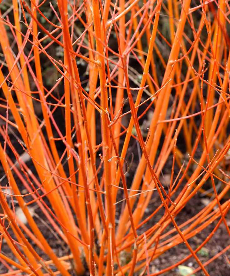 Cornus sanguinea Midwinter Fire in fall display