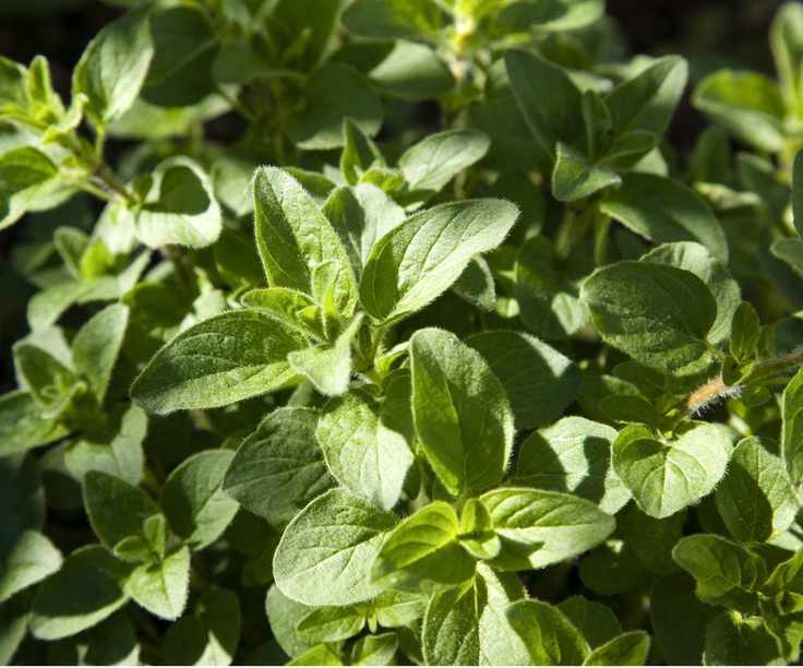 Oregano leaves