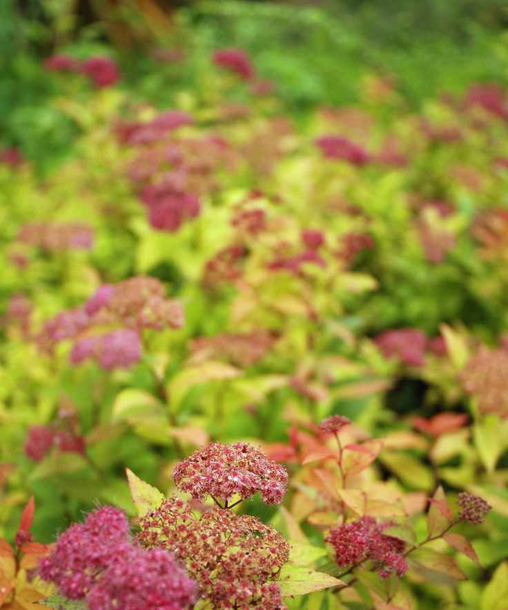 Spiraea japonica 'Magic Carpet' with dark pink flowers