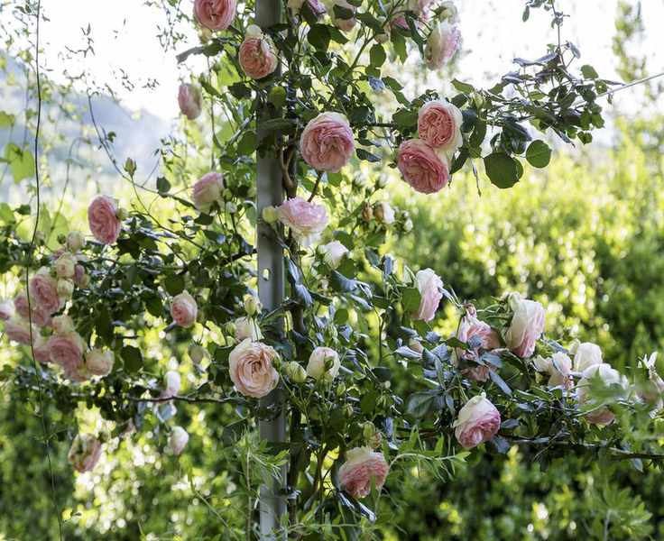 Pink roses trained onto trellis