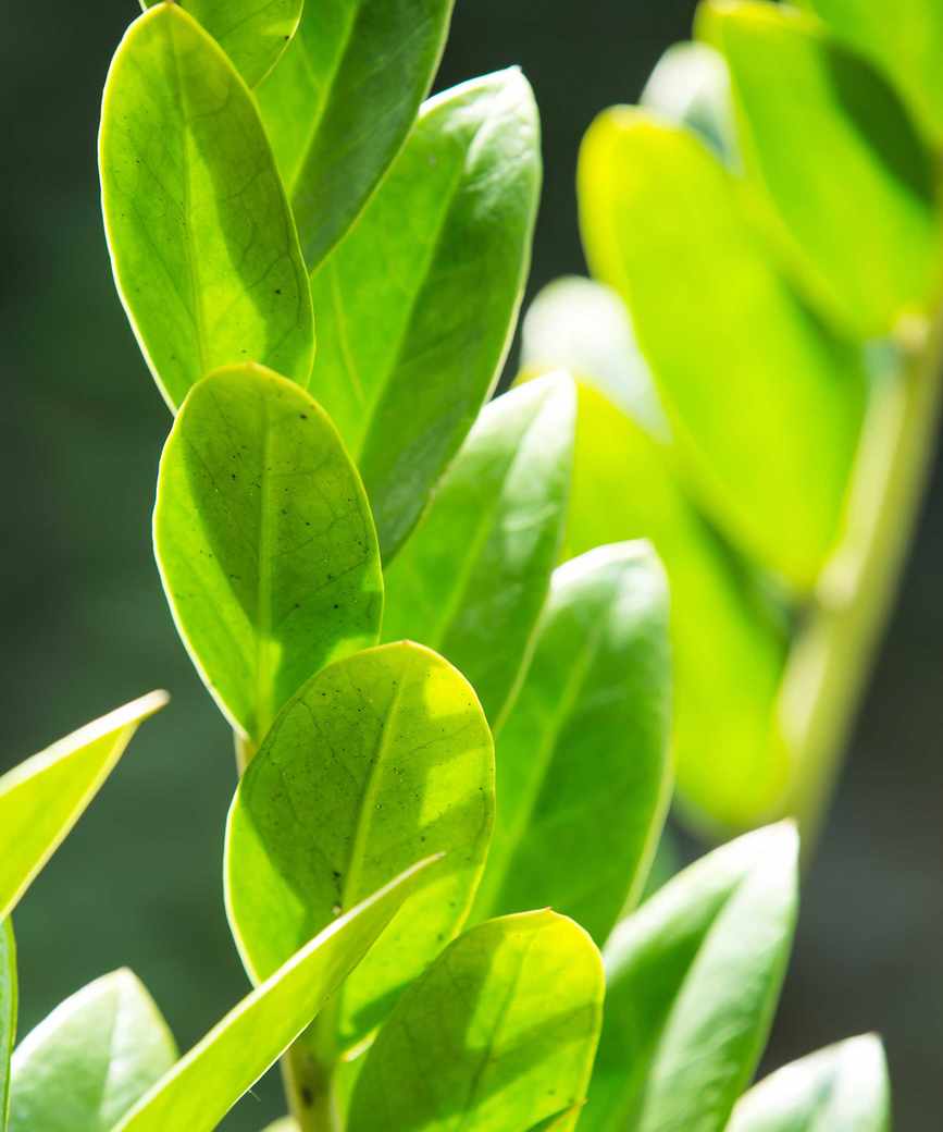 ZZ plant leaves