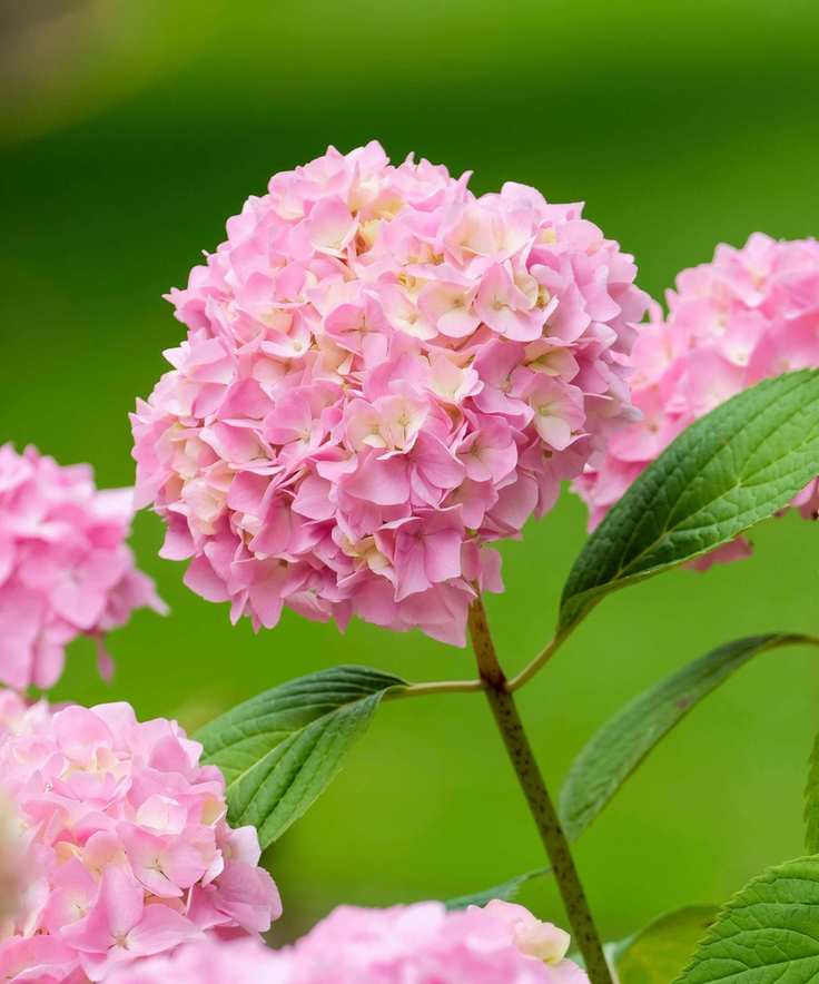 A pink hydrangea flower in bloom