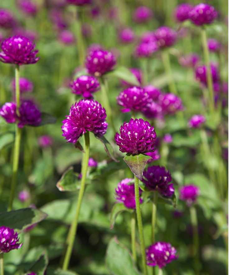 Gomphrena