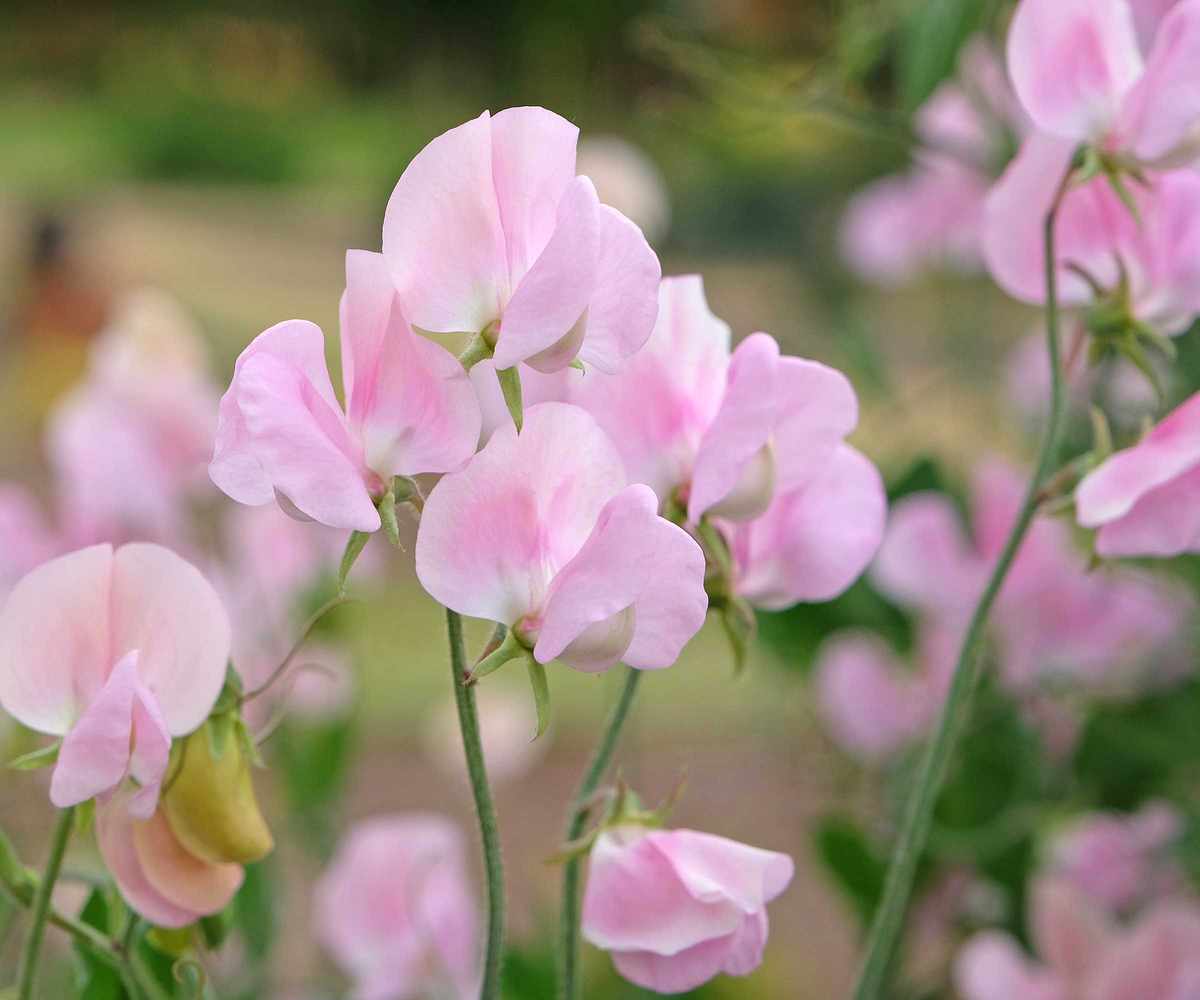 pale pink sweet peas in flower