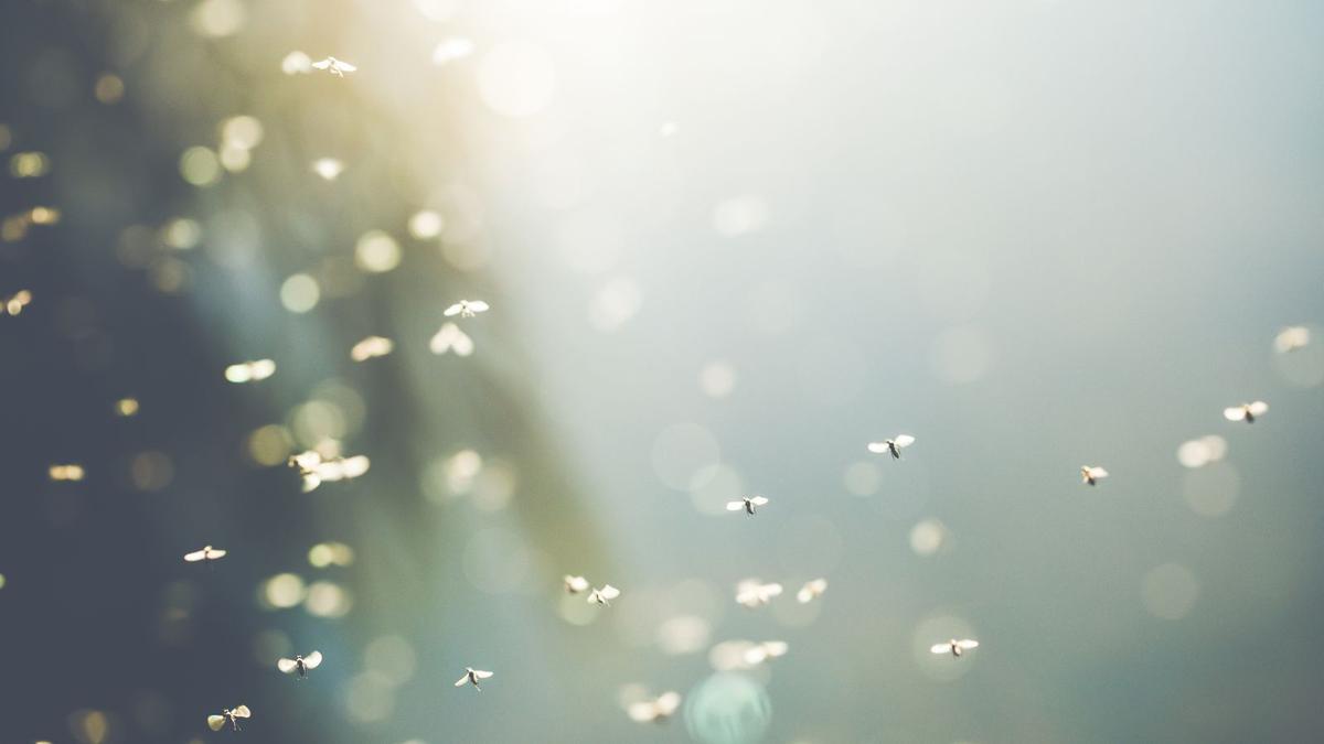 10 Effective Home Remedies to Eliminate Flies Naturally