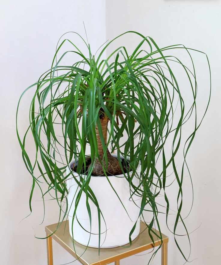 Ponytail palm