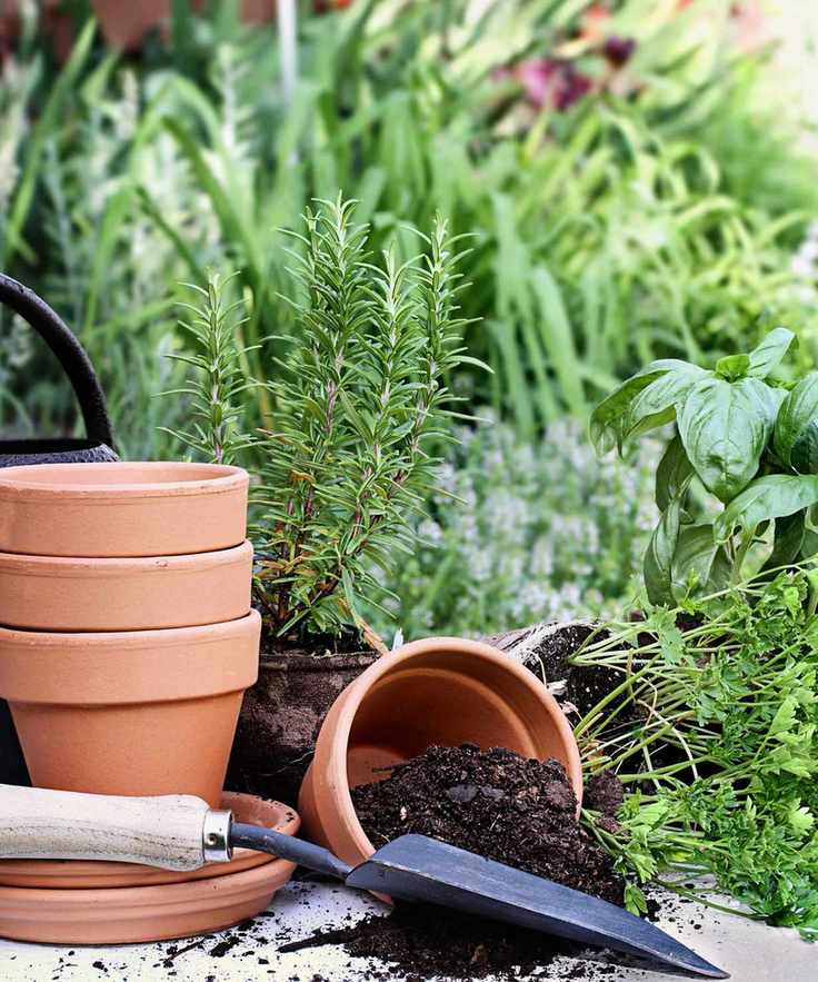 pots and herbs