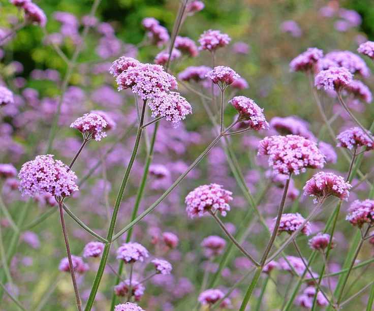 Verbena bonariensis flowers