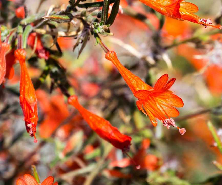 Zauschneria, Californian fuchsia, with orange-red blooms