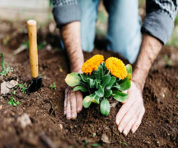 Close up of hands planting an orange calendula