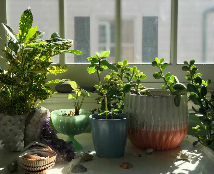 jade plant