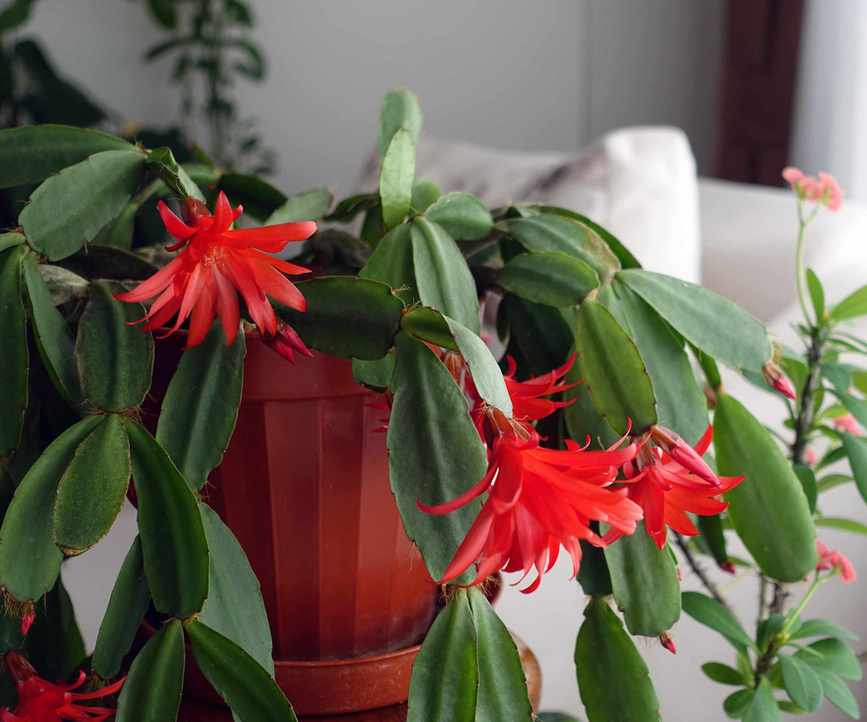 Christmas cactus with red flowers in a red pot in a beige living room