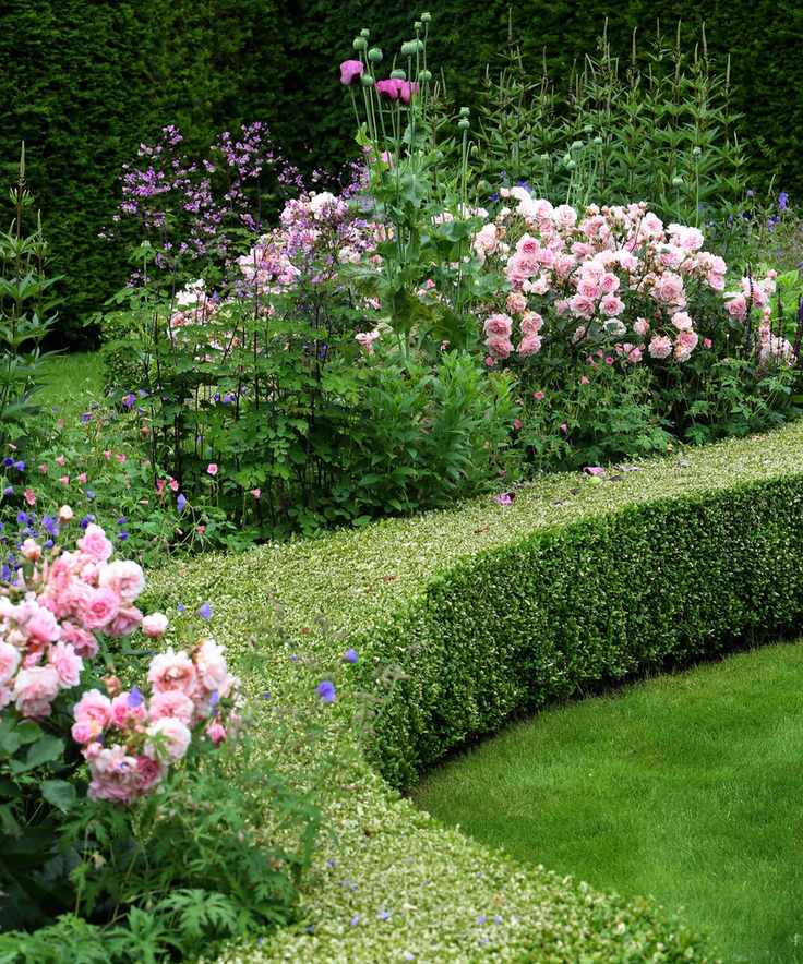 rose garden design in a more formal parterre with some mixed planting