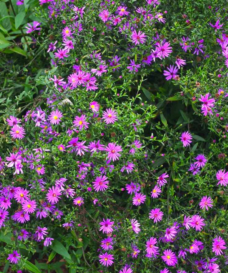 butterfly garden Symphyotrichum 'Prairie Purple' flowering in summer display