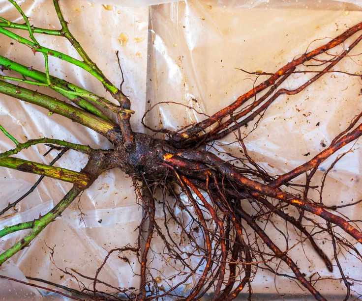 Bare root roses displayed in a box