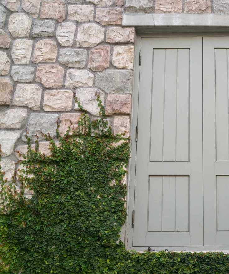 Stone veneer with growing ivy