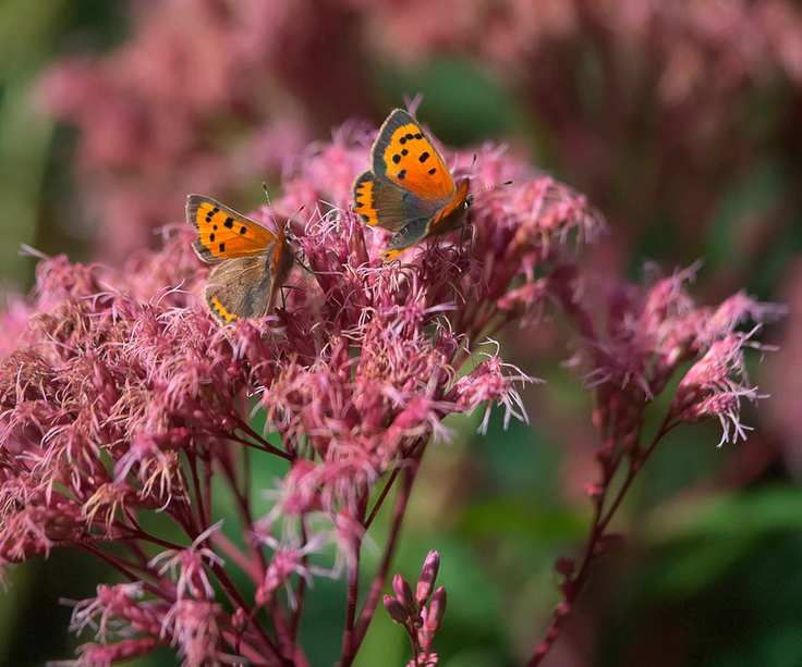 butterfly garden Eupatorium maculatum (Atropurpureum Group) 'Riesenschirm' AGM in bloom