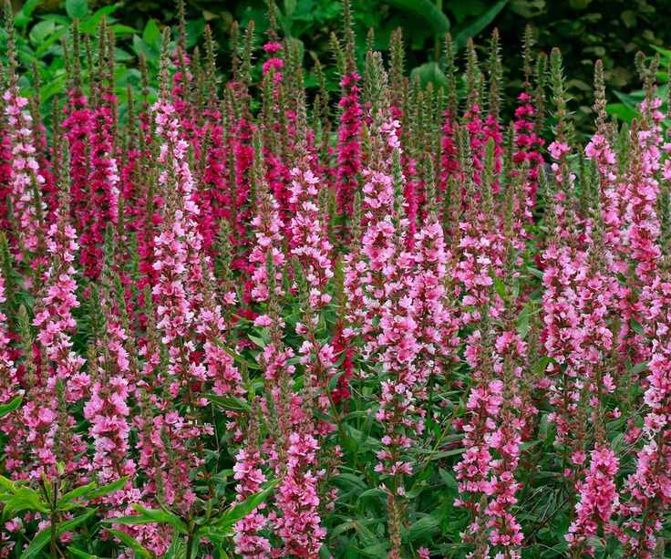 plants for wet soil Lythrum Blush flowering in garden display