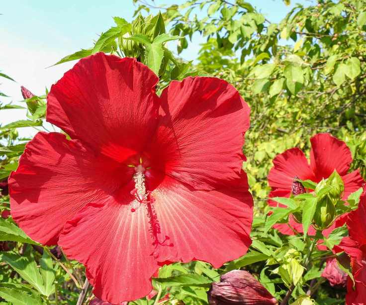 Red hibiscus flower in bloom
