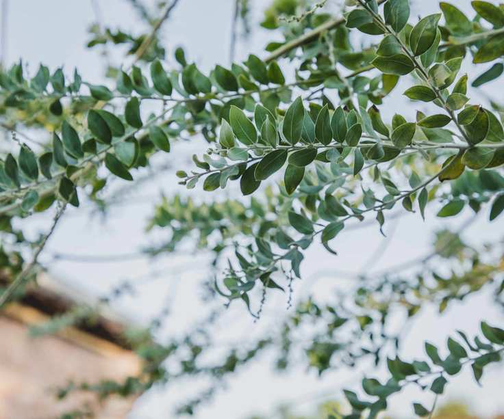 Branches of eucalyptus tree