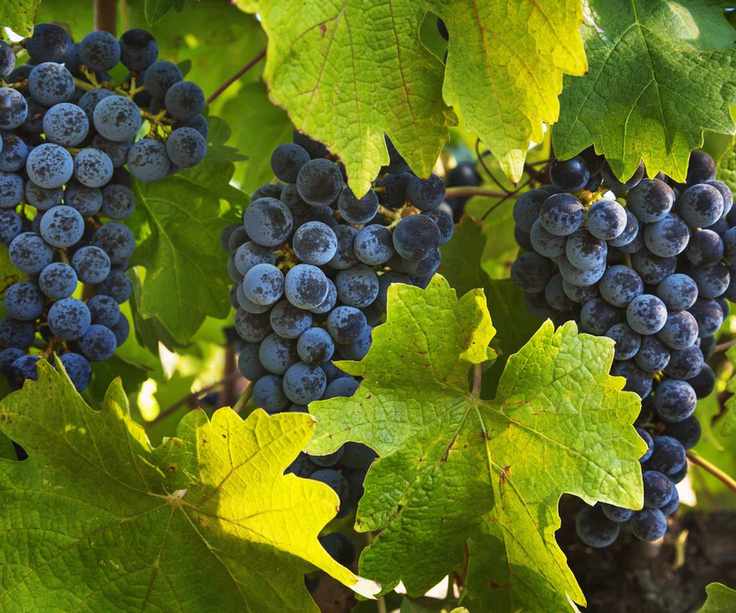 Dark grapes growing on a vine