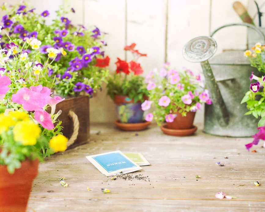 Spring Garden Flowers and Flower Seeds on an Old Wood Table and Wood Background. Focus on seeds