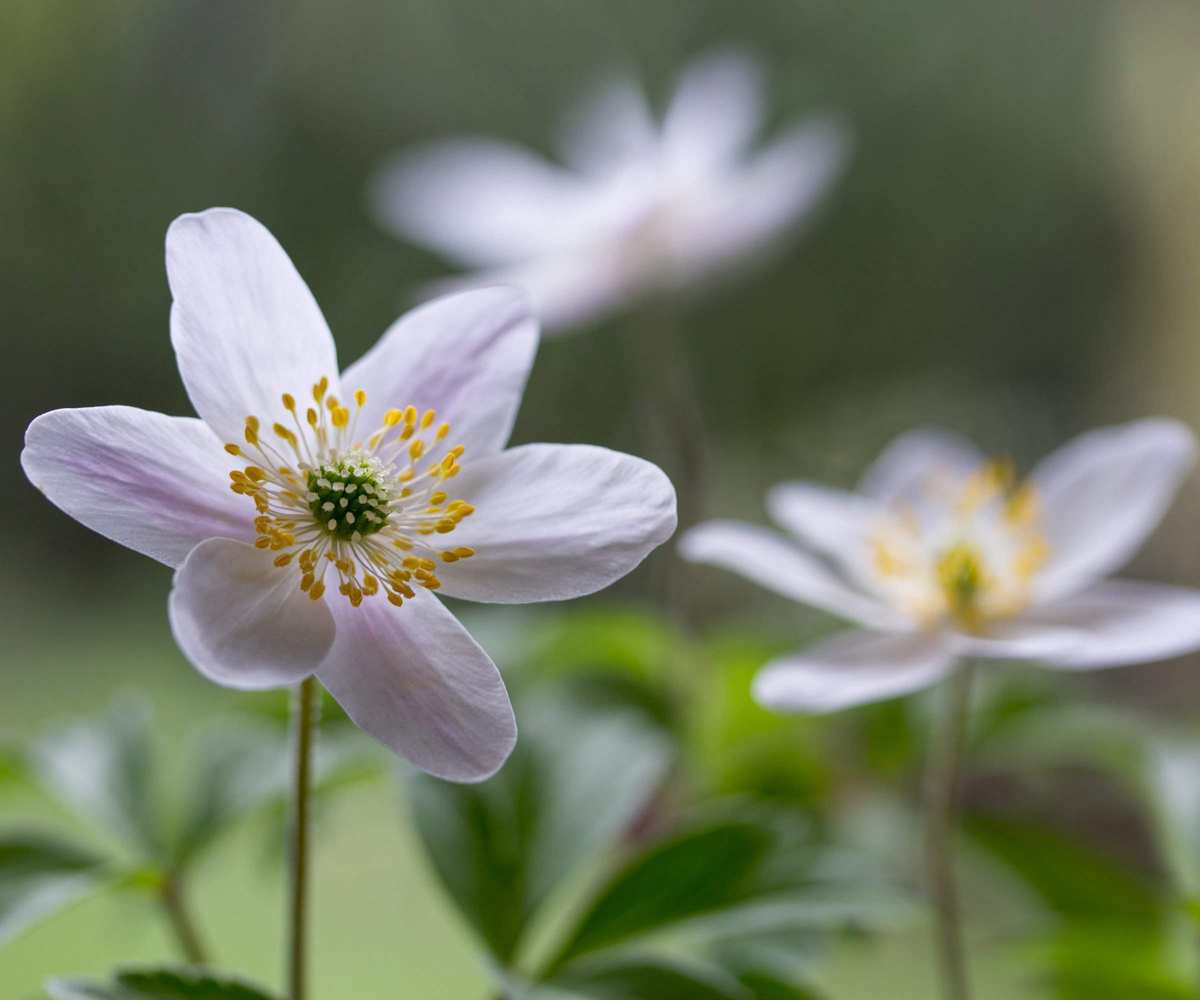 Anemone nemorosa, Wood Anemones