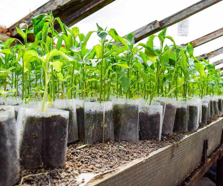 Seedlings of pepper. Pepper in greenhouse cultivation growing on a hot bed