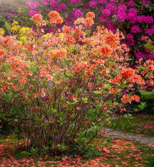 When to plant azaleas